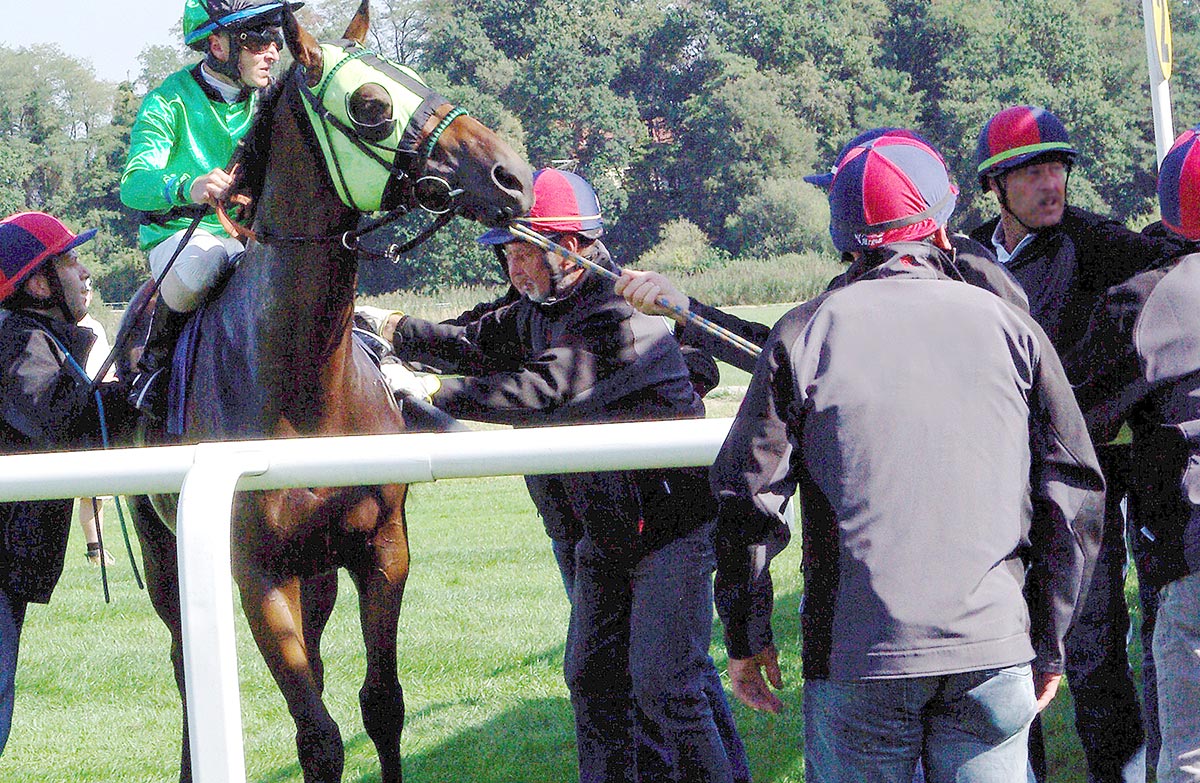 Race day activity: Handlers forcing a thoroughbred into the starting gate
